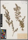 Foto von Salix aurita L. x Salix repens L.